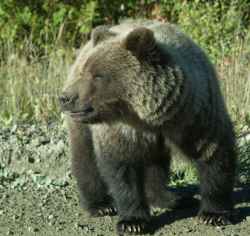 Grizzly close up