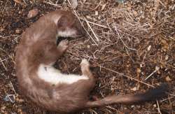 Short Tailed Weasel
