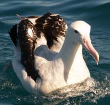 Wandering Albatross