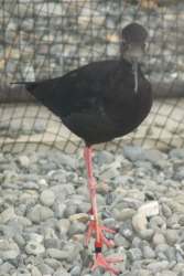 Black Stilt