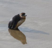 Blue Penguin