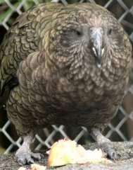 Kea