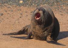 NZ Fur Seal