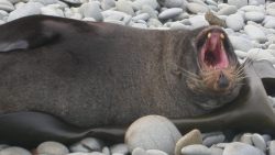 NZ Fur Seal