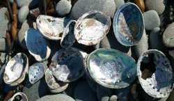 Paua shells