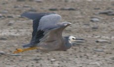 reef heron