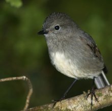 Robin