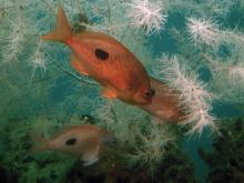 underwater Milford