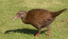 weka