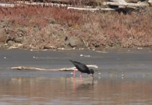 Wild Black Stilt