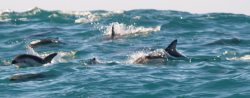 Group of Dolphins