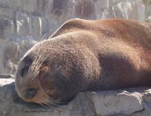 Seal on Wall