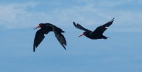 Oystercatchers