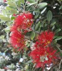 Pohutukawa
