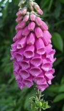 Foxglove