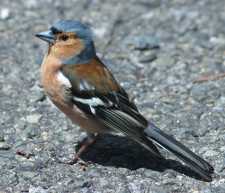Vink