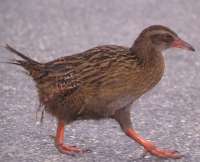 Weka