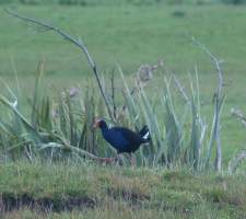 Pukeko