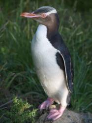 Yellow-Eyed Penguin