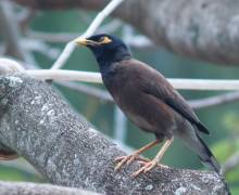 Myna