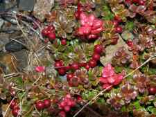 Low bush Cranberries