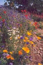Wil's flowers