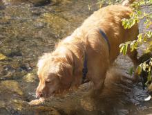 Frodo in beek